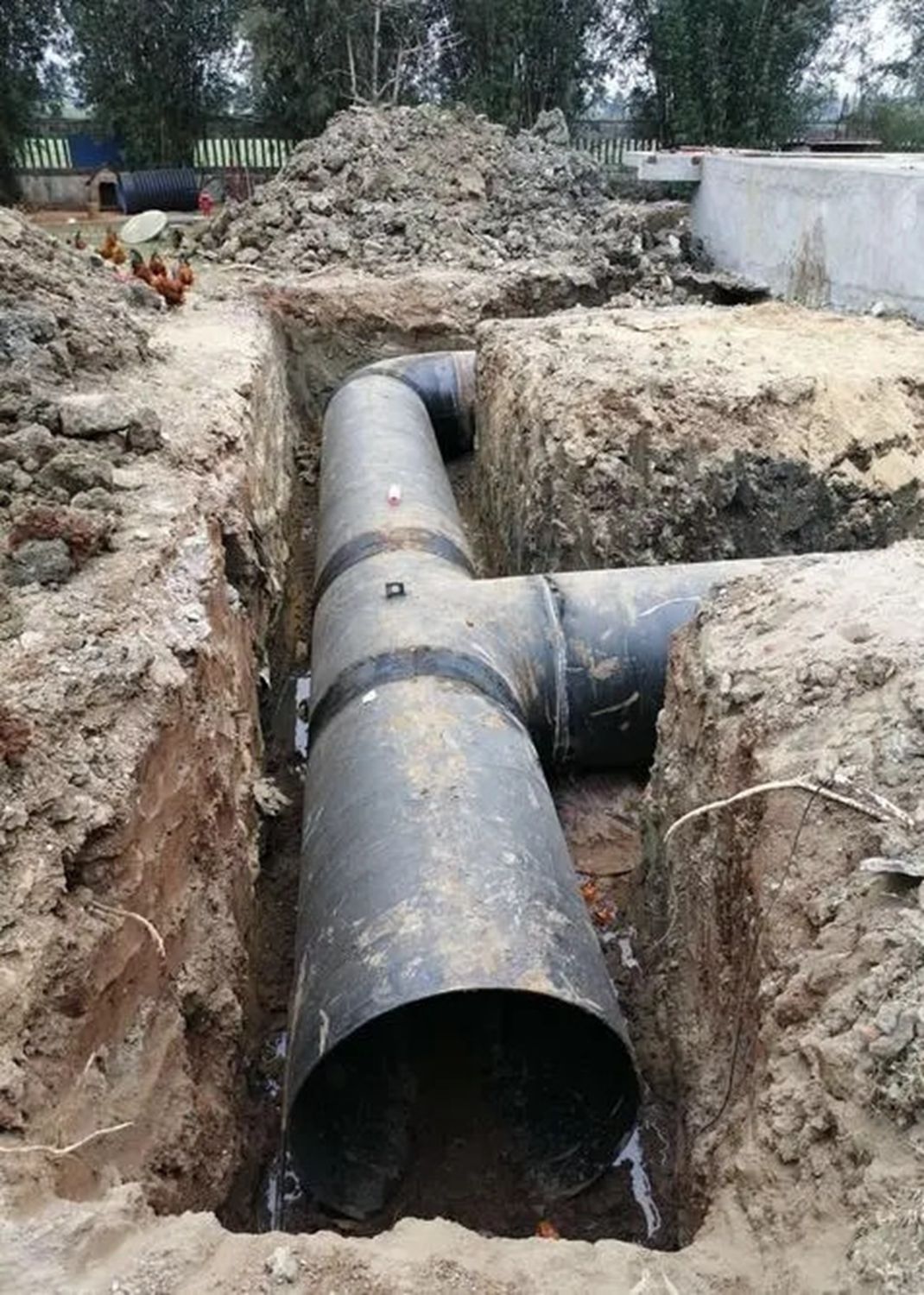 盐池滩羊“种养+”一体化示范项目